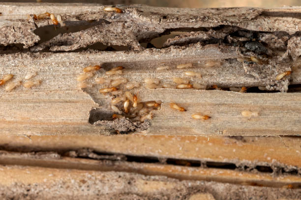 Best Flea Control Services  in Florham Park, NJ
